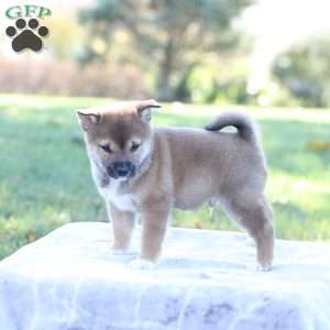 Drew, Shiba Inu Puppy